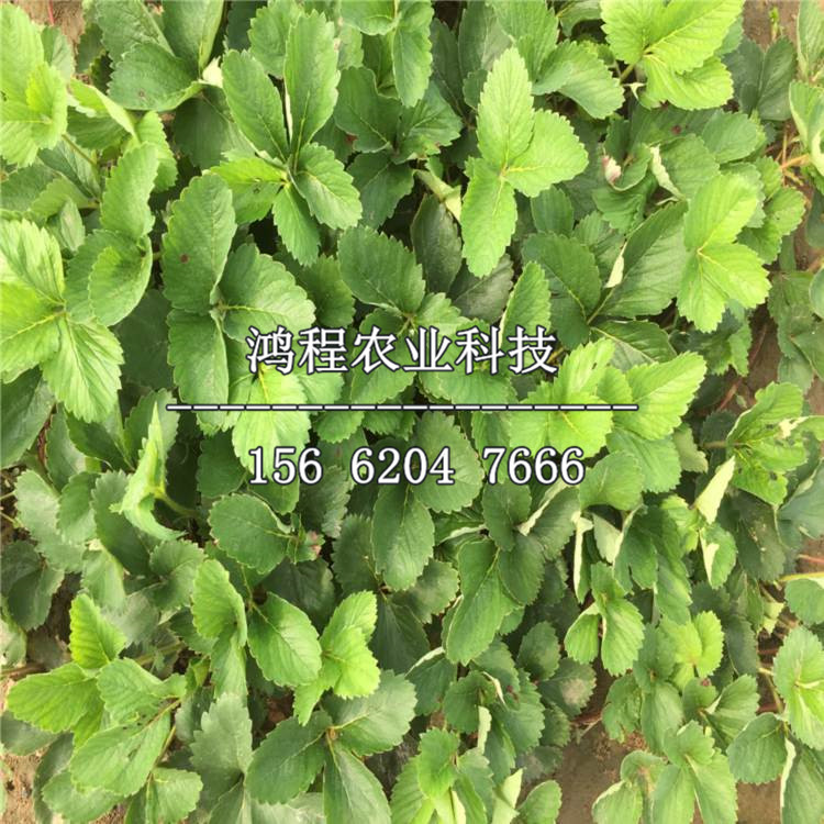 香蕉草莓苗、香蕉草莓苗哪里有基地