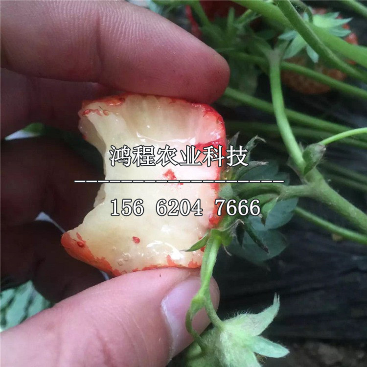 隋珠草莓苗价格多少钱、隋珠草莓苗出售多少钱