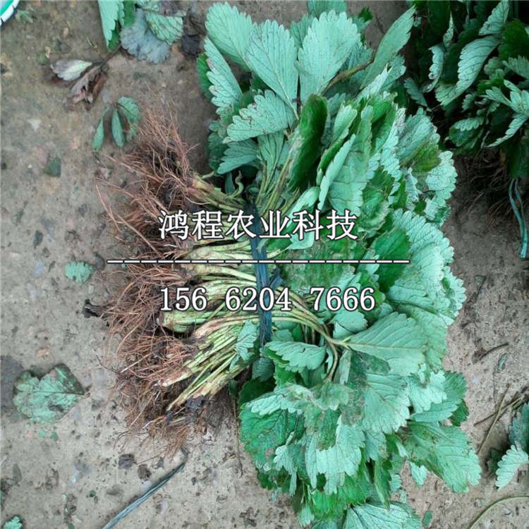 白雪公主草莓苗多少錢一棵、白雪公主草莓苗出售價(jià)格