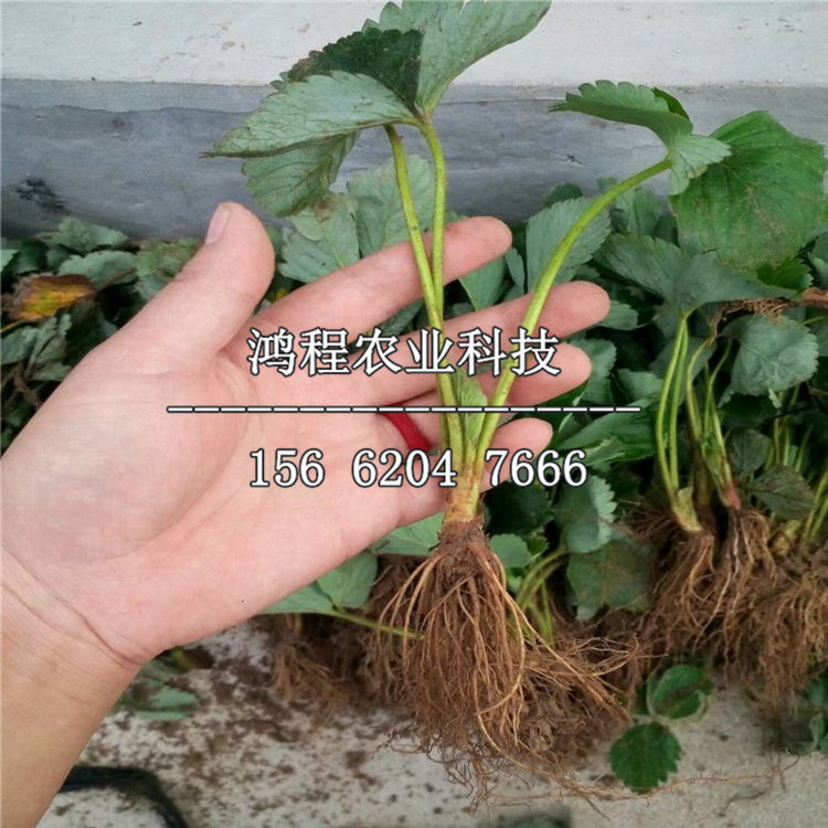紅顏草莓苗、紅顏草莓苗供應(yīng)