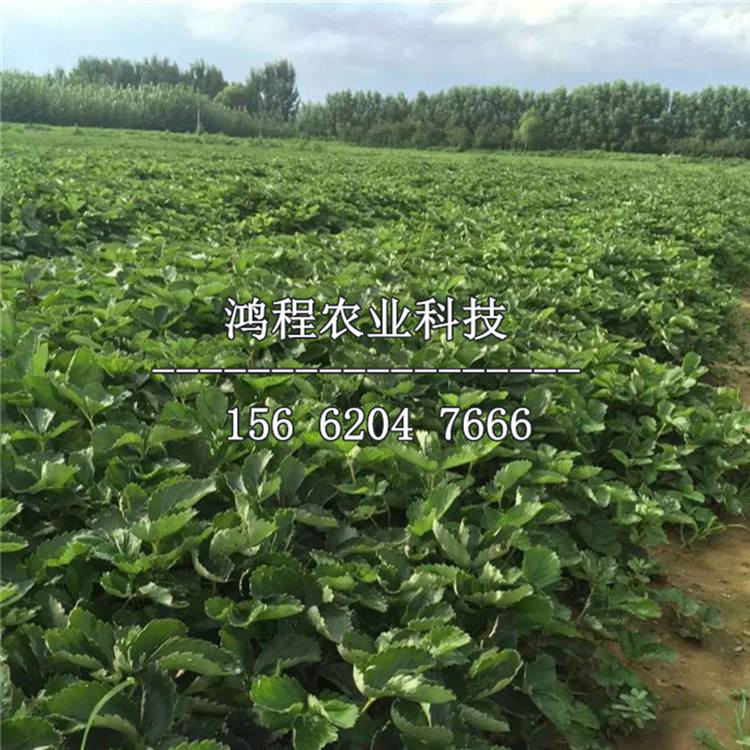 山口草莓苗多少錢(qián)一棵、山東山口草莓苗多少錢(qián)一棵
