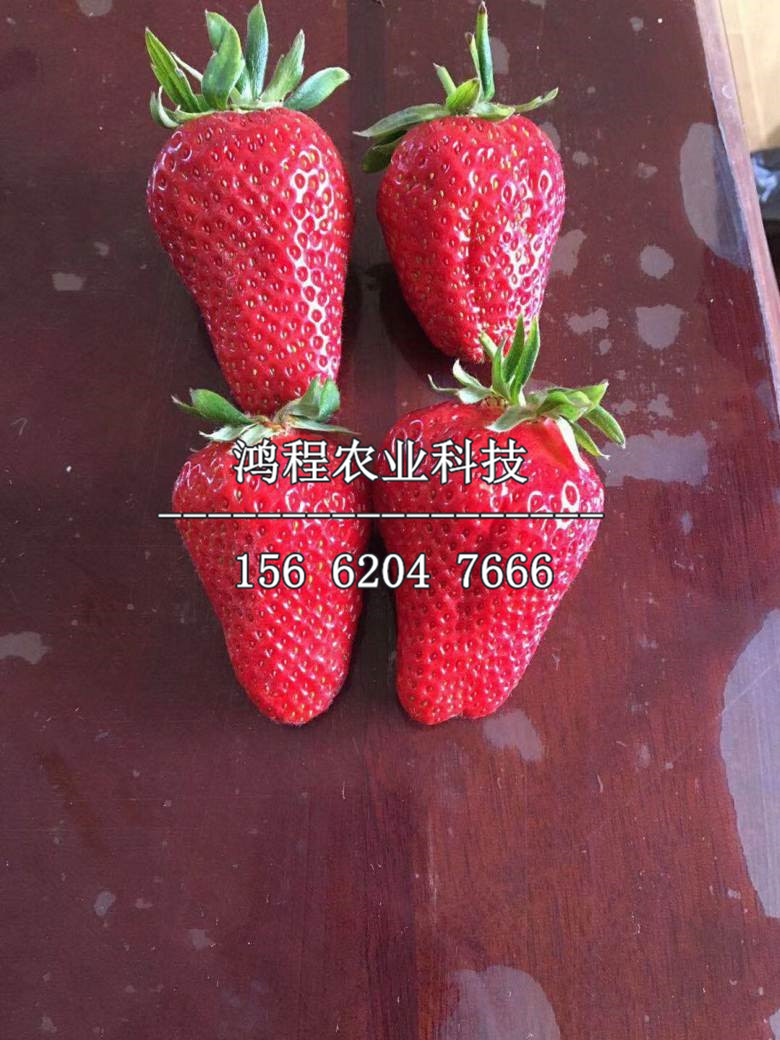 四季草莓苗、四季草莓苗近期多少錢