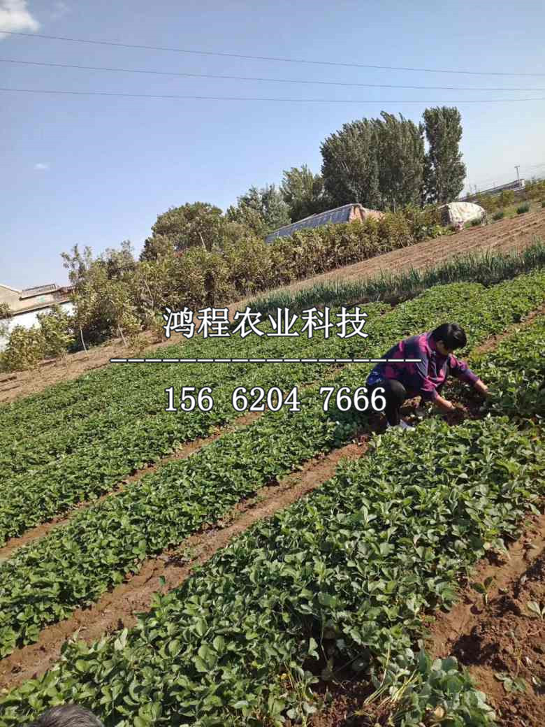章姬五號(hào)草莓苗產(chǎn)地價(jià)格、章姬五號(hào)草莓苗基地價(jià)格