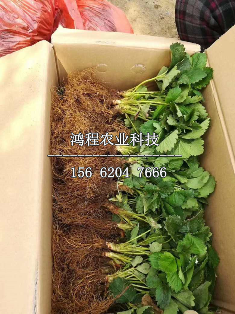 妙香七號草莓苗、妙香七號草莓苗價格及多少錢