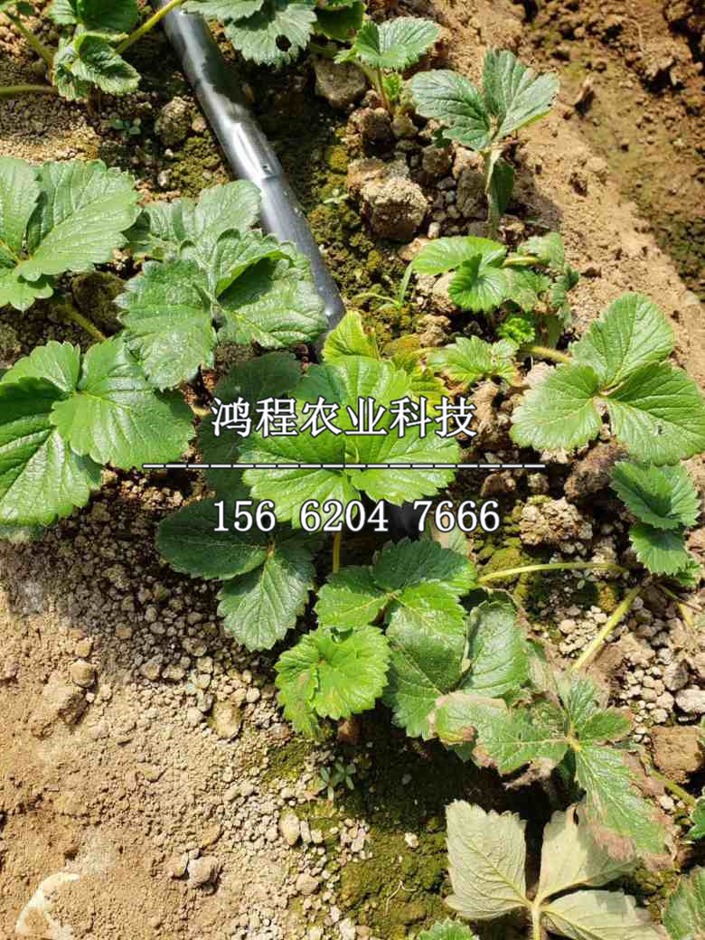 妙香七號草莓苗、妙香七號草莓苗價格及多少錢