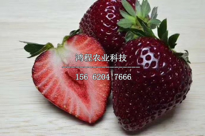 天仙醉草莓苗、天仙醉草莓苗價格及多少錢