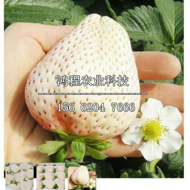 山口草莓苗多少錢(qián)一棵、山東山口草莓苗多少錢(qián)一棵