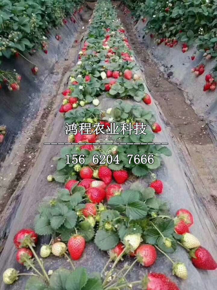 紅顏99草莓苗、紅顏99草莓苗報(bào)價(jià)