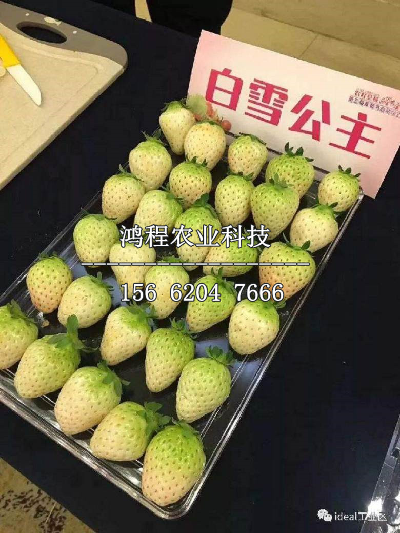 江雪草莓苗、江雪草莓苗新品種