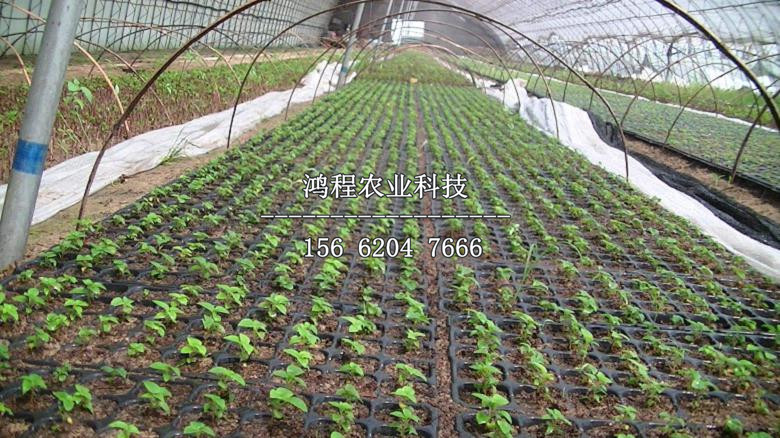 賽娃草莓苗價(jià)格報(bào)價(jià)、2019年賽娃草莓苗價(jià)格