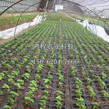 草莓苗多少錢一棵、草莓苗價格及報價