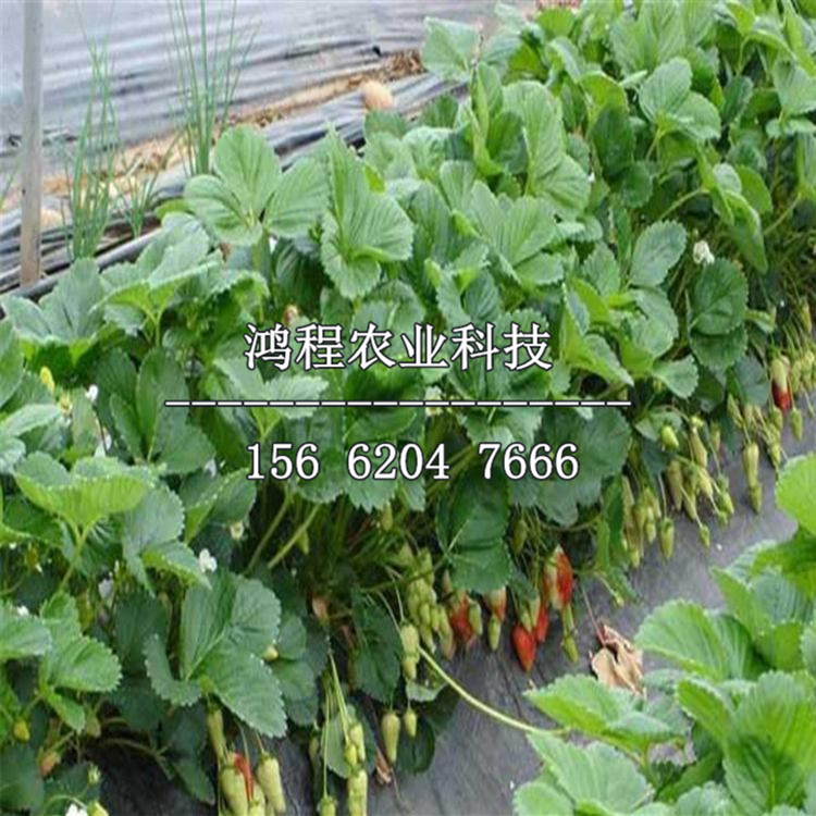 草莓苗價(jià)格多少錢、草莓苗出售多少錢