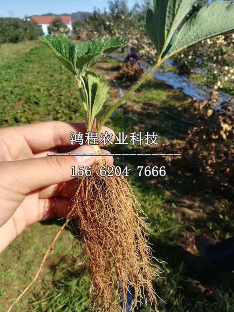 組培草莓苗出售價(jià)格、組培草莓苗今年出售價(jià)格