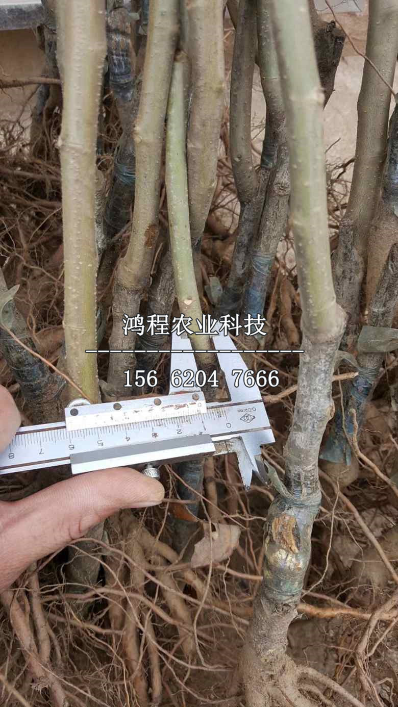 鎮(zhèn)安大板栗苗什么價(jià)格、鎮(zhèn)安大板栗苗批發(fā)價(jià)格