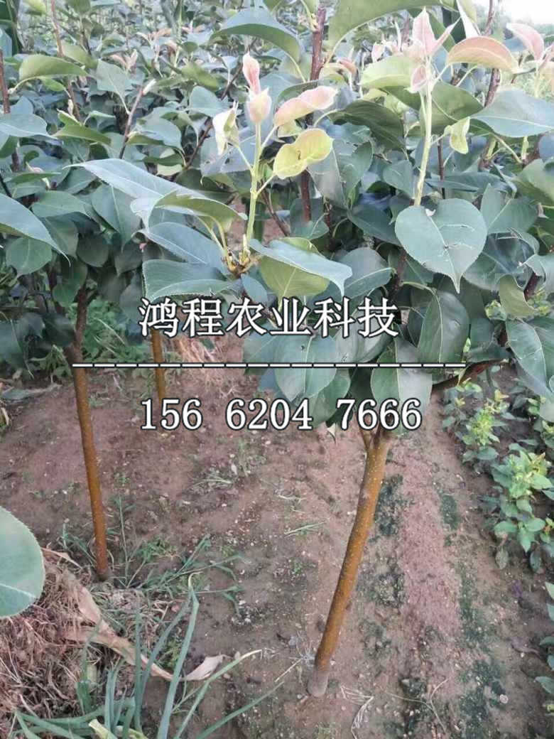 加州啤梨西洋梨苗價格