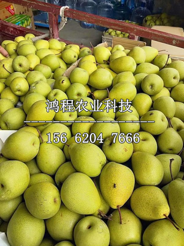 新品種桂冠梨樹苗、新品種桂冠梨樹苗價(jià)格