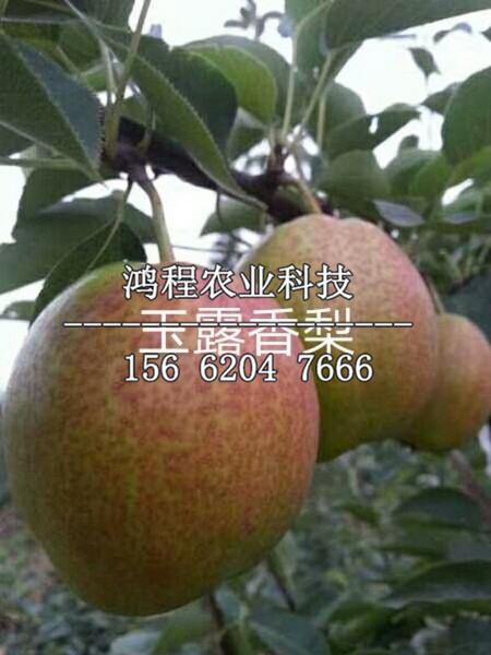 加州啤梨西洋梨苗價格