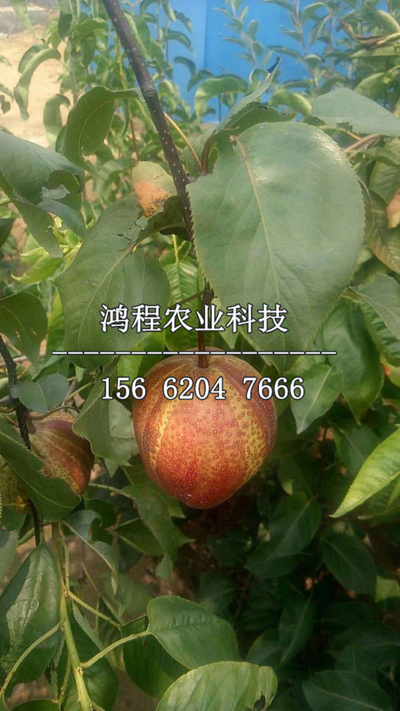 紅南果梨樹苗報價、紅南果梨樹苗價格及報價
