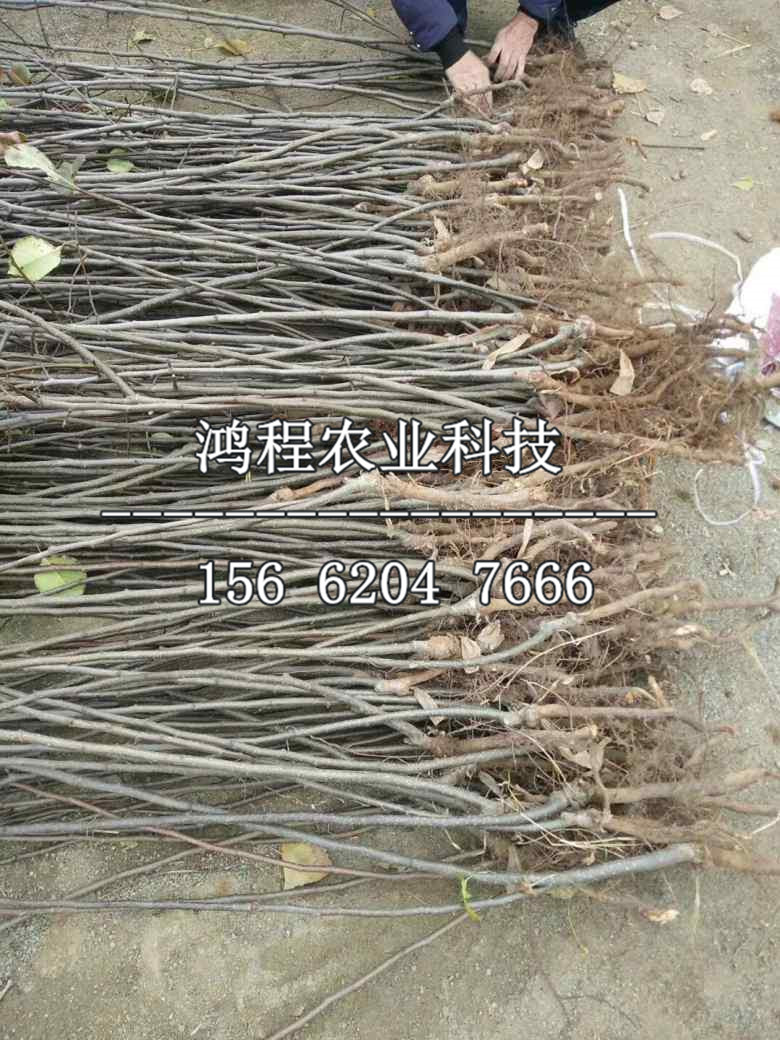 金頂謝花酥梨樹苗基地、山東金頂謝花酥梨樹苗基地