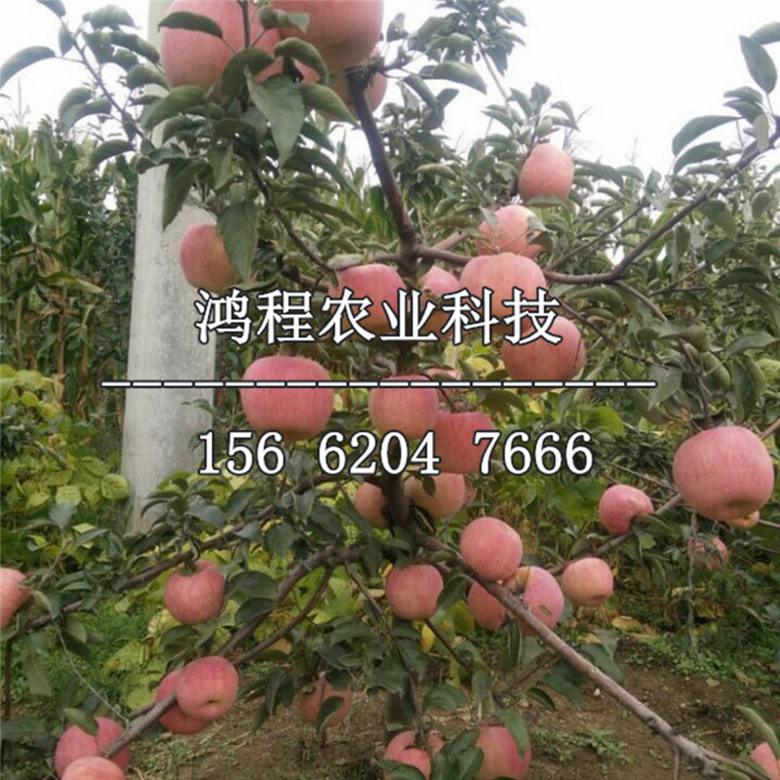 昭通蘋(píng)果樹(shù)苗多少錢(qián)一棵