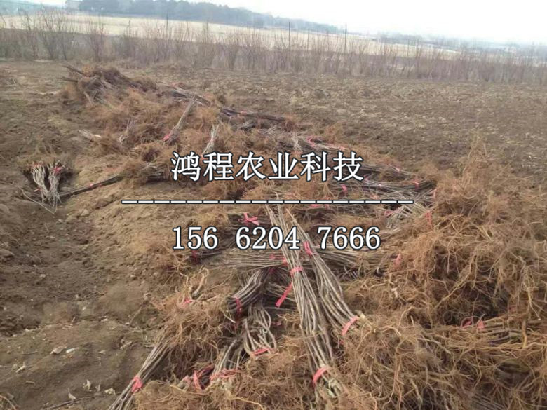 2019年五蓮國(guó)光蘋(píng)果苗新品種、今年五蓮國(guó)光蘋(píng)果苗新品種