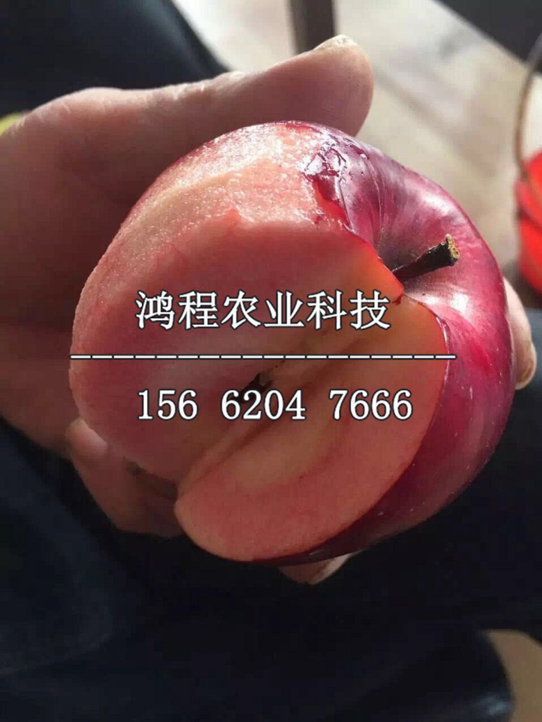 2019年鳳翔蘋果苗新品種、今年鳳翔蘋果苗新品種