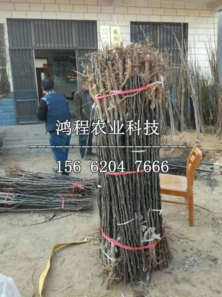 承德國光蘋果苗供應(yīng)、承德國光蘋果苗哪里供應(yīng)