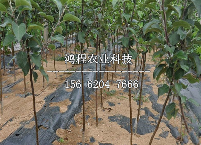 瓦房店紅富士蘋(píng)果苗批發(fā)、瓦房店紅富士蘋(píng)果苗批發(fā)價(jià)位