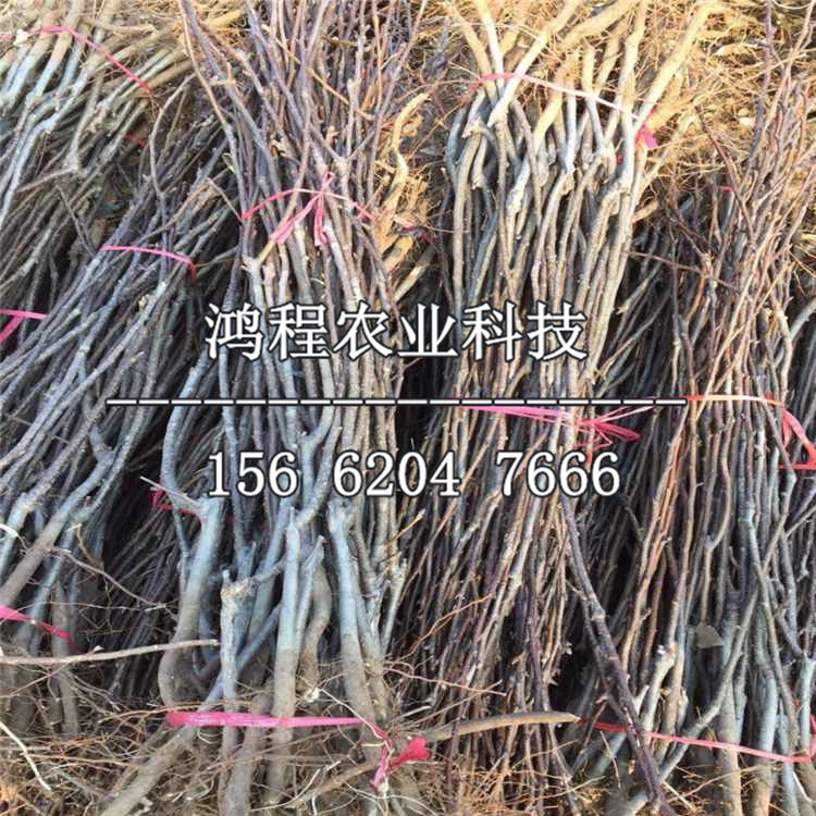 靈寶蘋果樹苗價格、靈寶蘋果樹苗價格及報價