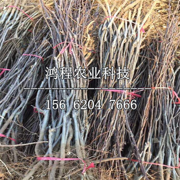 煙富7號蘋果苗供應、煙富7號蘋果苗哪里供應