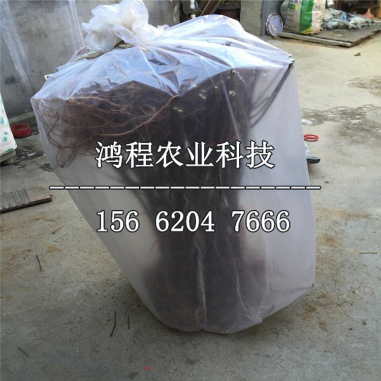 白水蘋果樹苗出售、白水蘋果樹苗出售價(jià)格