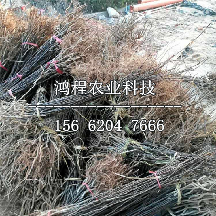 富藤一號蘋果苗基地、富藤一號蘋果苗基地及產(chǎn)地