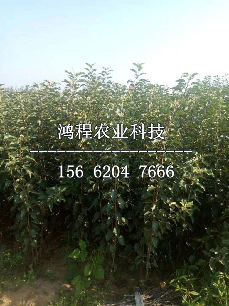 富崗蘋果苗基地、富崗蘋果苗基地及產(chǎn)地