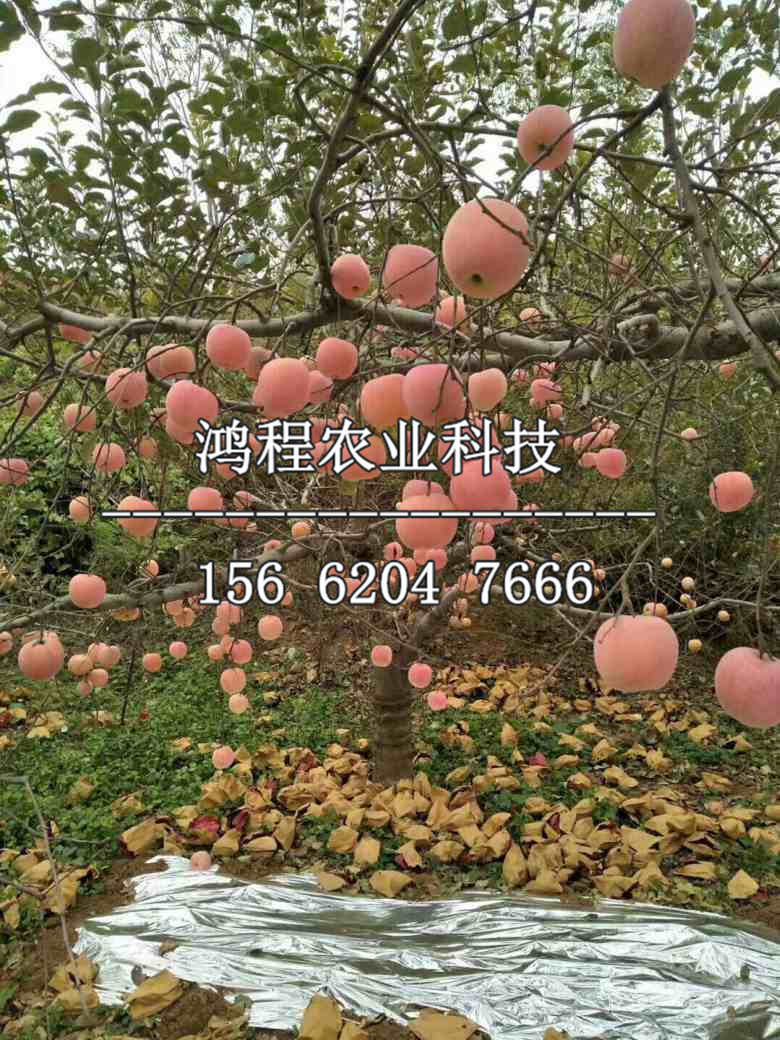 2019年煙富4號蘋果苗新品種、今年煙富4號蘋果苗新品種