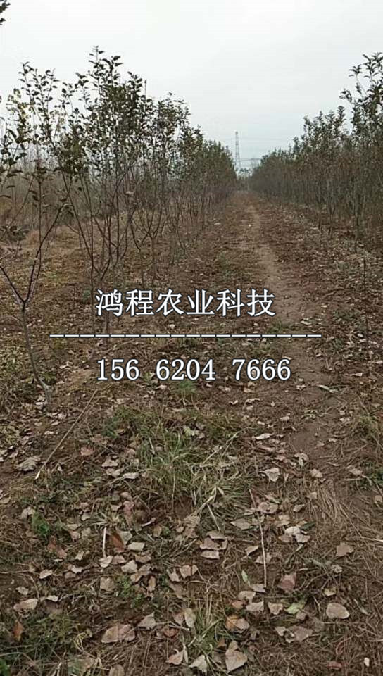 靜寧蘋果苗報(bào)價(jià)