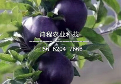 富藤金果樹(shù)苗價(jià)格多少錢(qián)