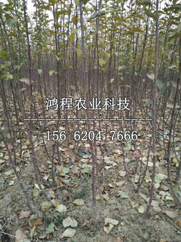 靜寧蘋果苗報價