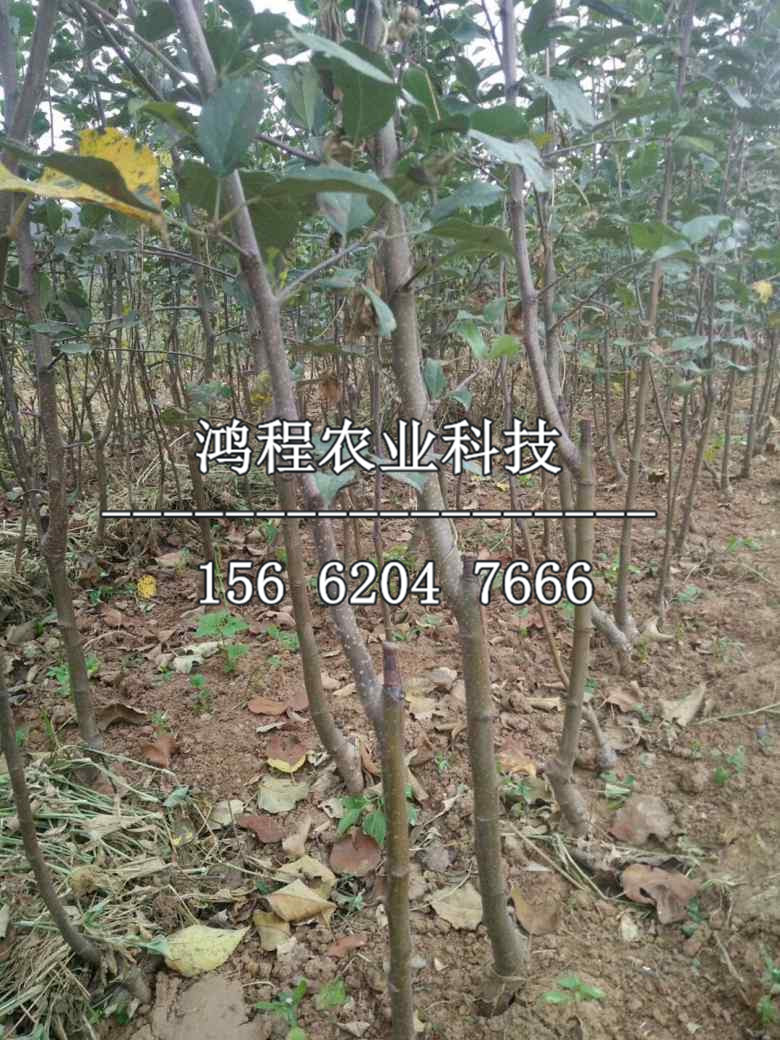靈寶蘋果樹苗價格、靈寶蘋果樹苗價格及報價