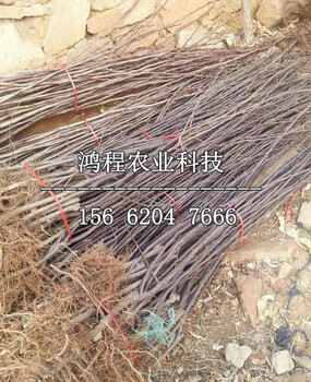 靈寶蘋果樹苗多少錢