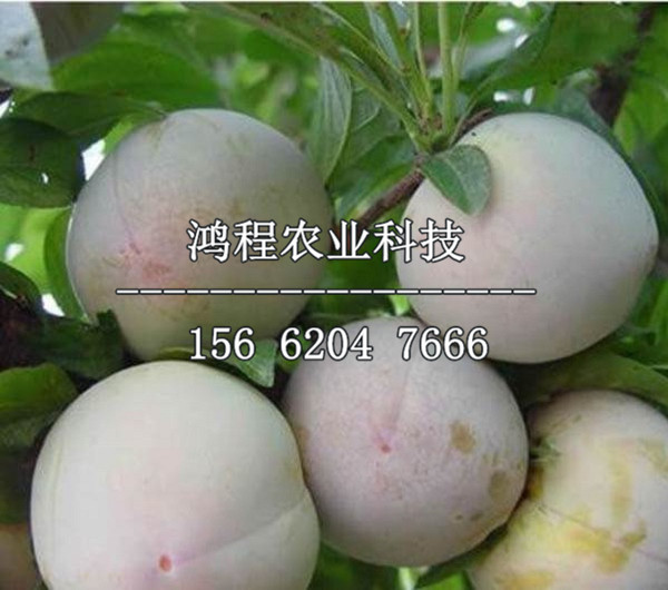 新品種莫爾特尼李子苗、新品種莫爾特尼李子苗銷(xiāo)售
