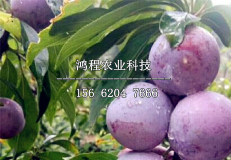 金塘李子苗價(jià)格、金塘李子苗價(jià)格多少錢