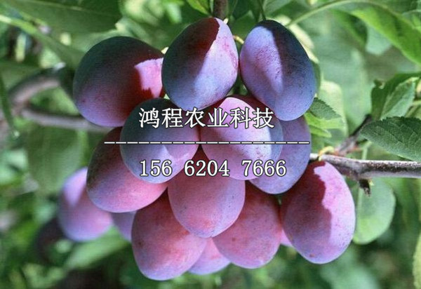 歪嘴李子苗多少錢、歪嘴李子樹苗出售多少錢