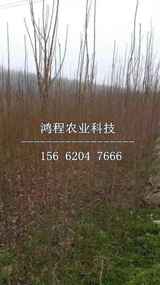 歪嘴李子苗多少錢、歪嘴李子樹苗出售多少錢