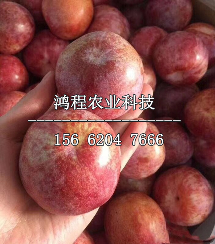 櫻桃李子樹苗多少錢