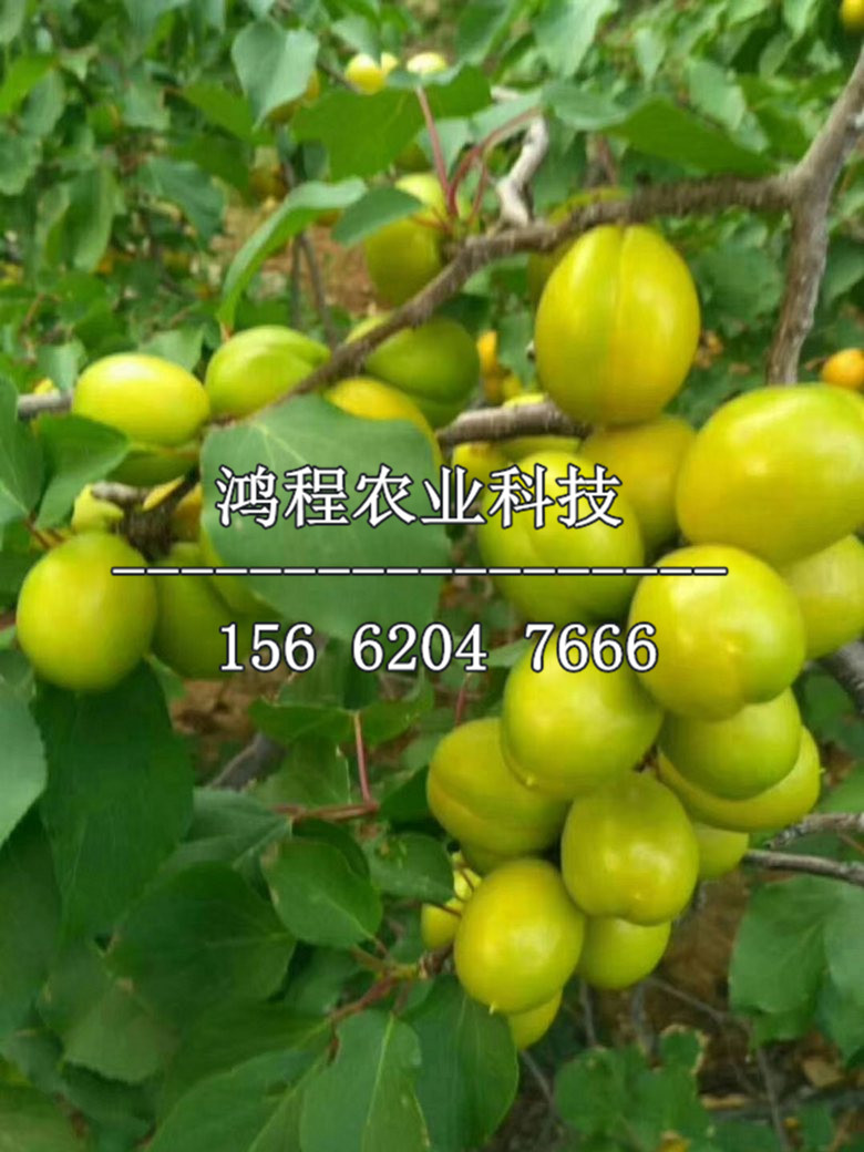 金塘李子苗價(jià)格、金塘李子苗價(jià)格多少錢