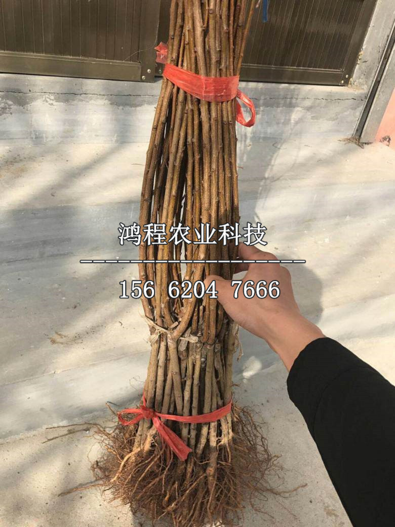 一公分庫車小白杏樹苗