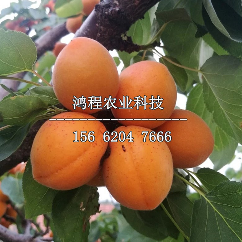 晚香蜜杏苗