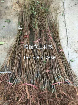 歇馬杏樹苗基地、歇馬杏樹苗哪里種植