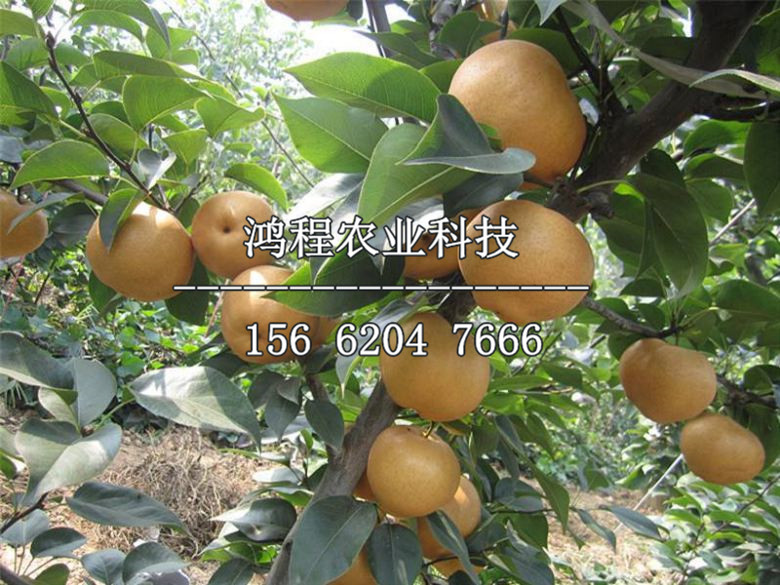 雪英梨苗