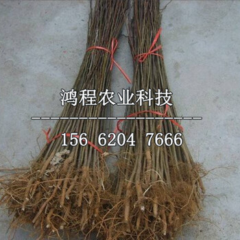 秋英梨樹苗、秋英梨樹苗出售價(jià)格
